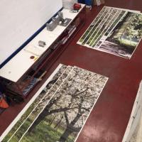 impresión digital sobre vinilo Fotomural para Vimaple distribuciones en el Viso del Alcor, Sevilla